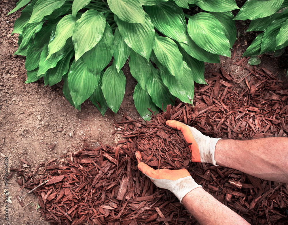 Image of Brown bark mulch around hosta plant