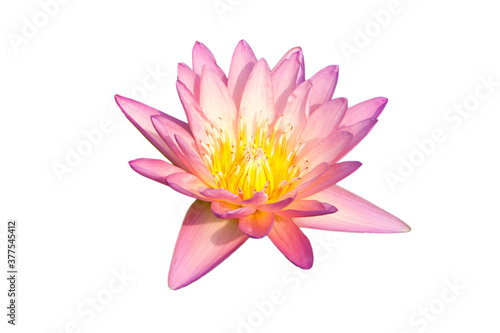 Lotus flower isolated on white background.