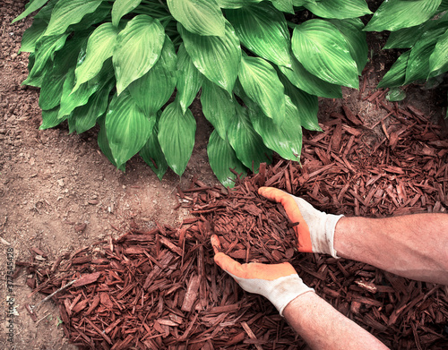 Closeup man wearing gardening gloves spreading brown bark mulch around hosta plant in garden, hostas, landscaping, decorative, shade plant, planting, close-up, yard, lawn, moisture photo