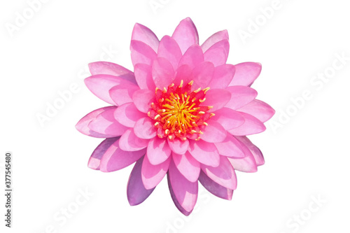 Lotus flower isolated on white background.