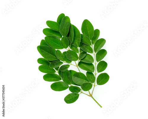 branch of green moringa leaves,tropical herbs isolated on white background photo