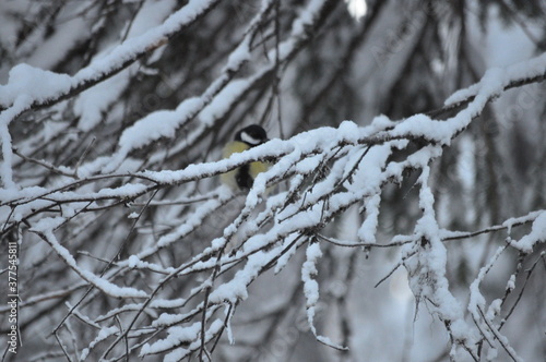 bird on a branch
