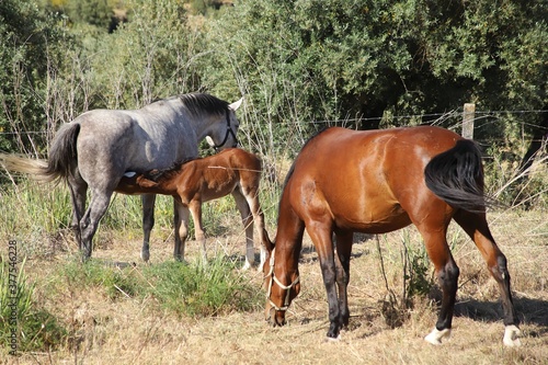 horses in the field and mare with foal © josé