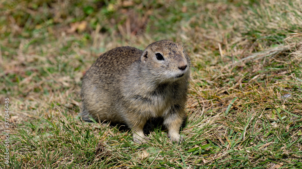 Prairie dog posing in front of the camera Prairie dog posing in front of the camera