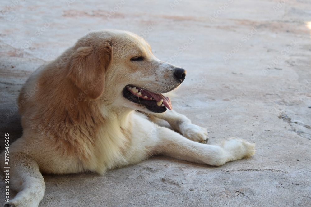 Golden Retriever is sleeping on the farm floor.

