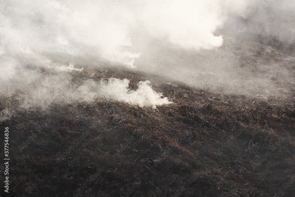 Closeup of smoke of a burning field in spring.