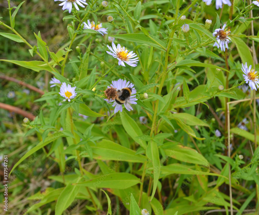 Bee on the flower in the meadow Bee on the flower in the meadow