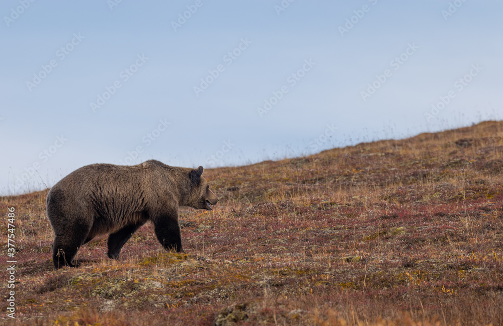 Fototapeta premium Grizzly Bear in Denali National Park Alaska in Autumn