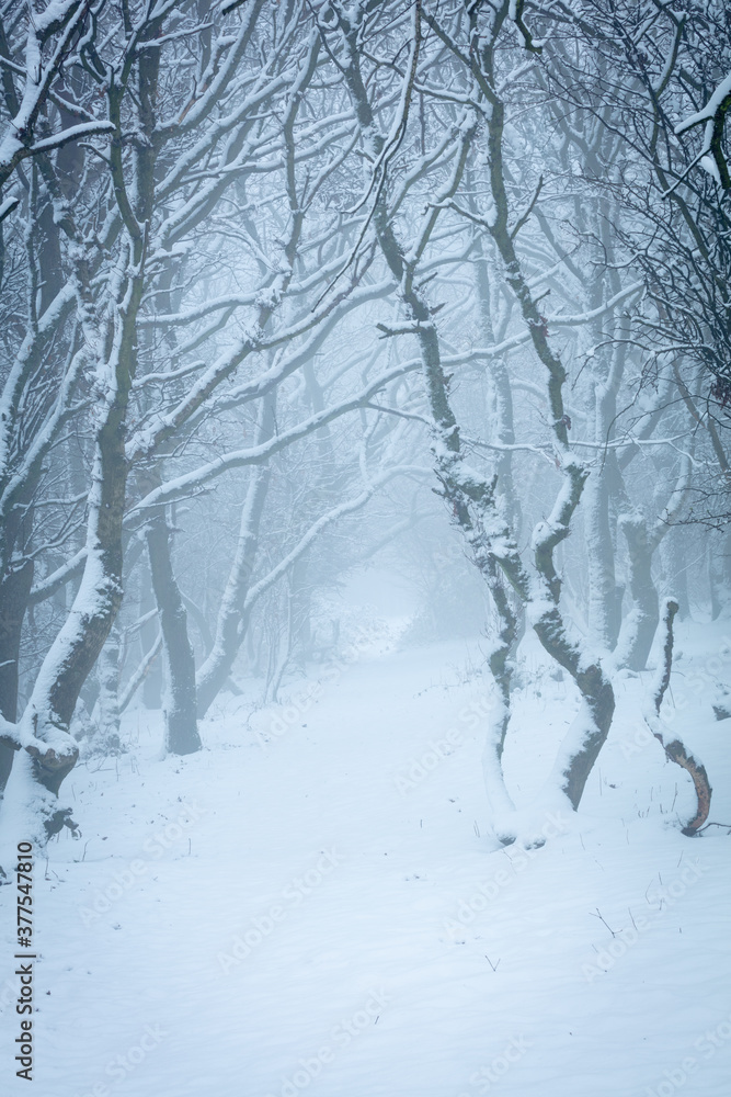A misty tunnel of trees covered in snow during winter