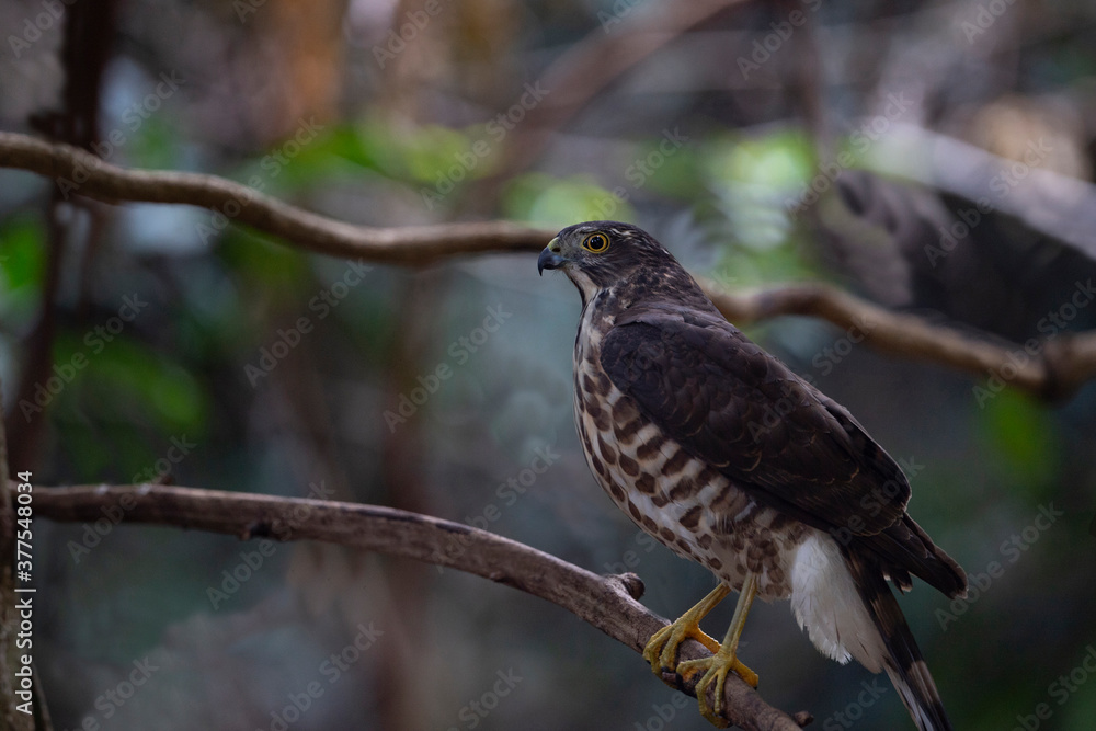 Crested goshawk Crested goshawk
