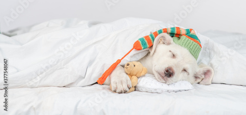 Puppy wearing warm hat hugs favorite toy bear and sleeps under white blanket at home. Empty space for text