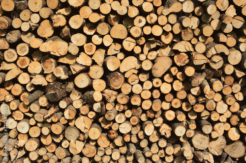 Full frame of wooden firewood stacked on a pile. View of a tree cut.