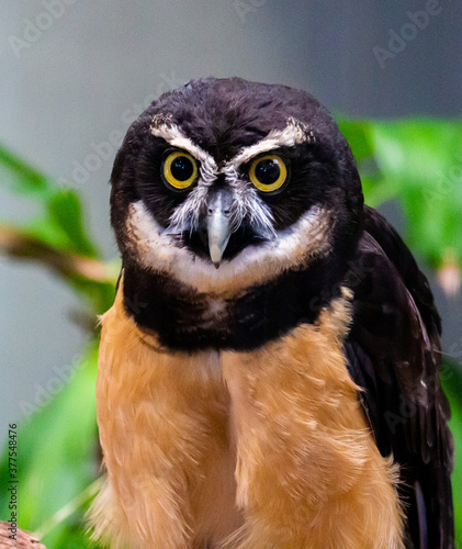 Spectacled owl staring