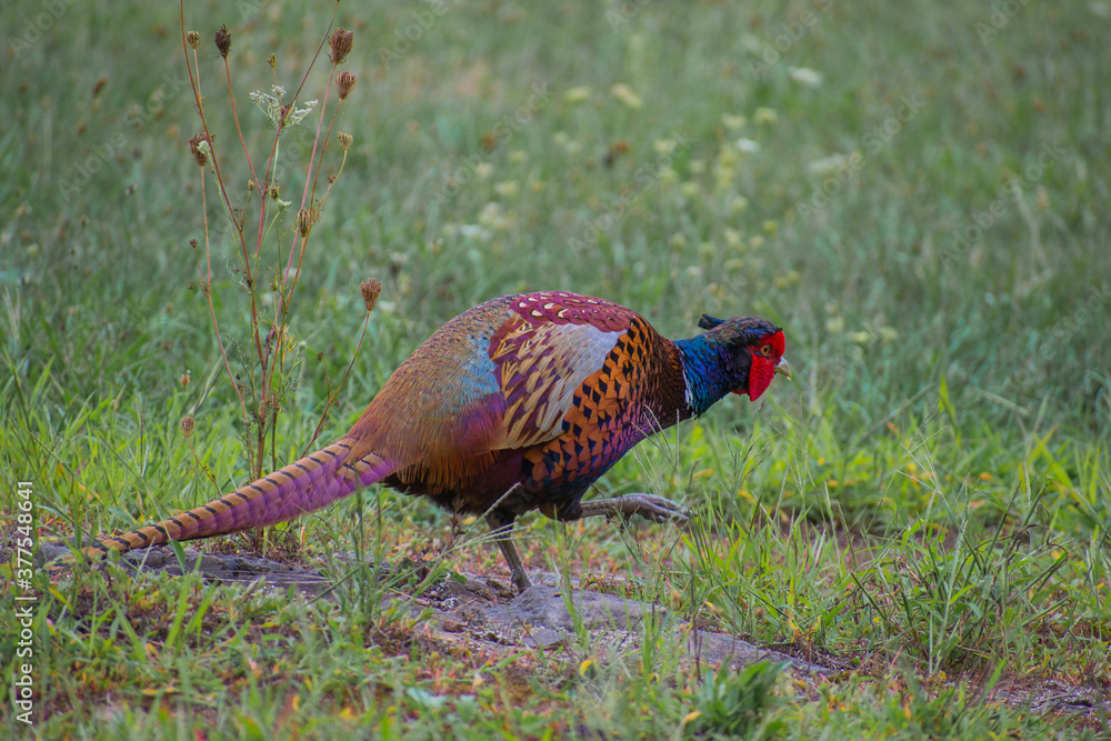 Fototapeta premium pheasant in the grass