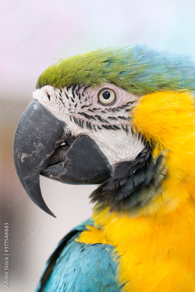 ルリコンゴウインコの顔のアップ