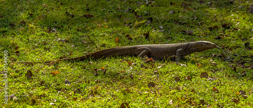 A monitor lizard moves across the grass in the Medirigiriya Vatadage in Sri Lanka photo