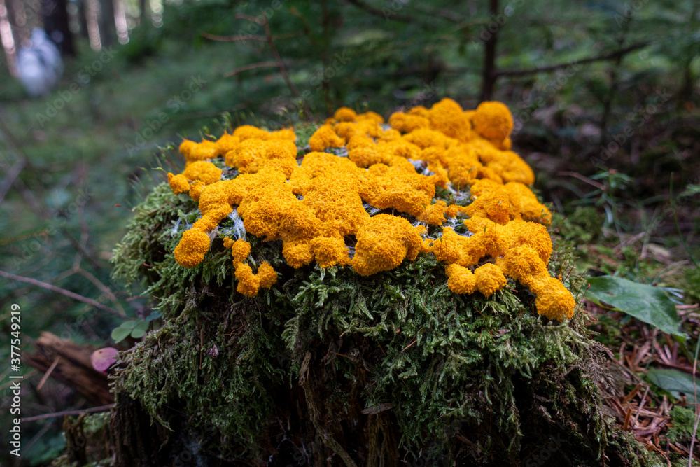Fuligo septica . Scrambled egg slime . Hexenbutter . Gelbe Lohblüte Fuligo septica . Scrambled egg slime . Hexenbutter . Gelbe Lohblüte