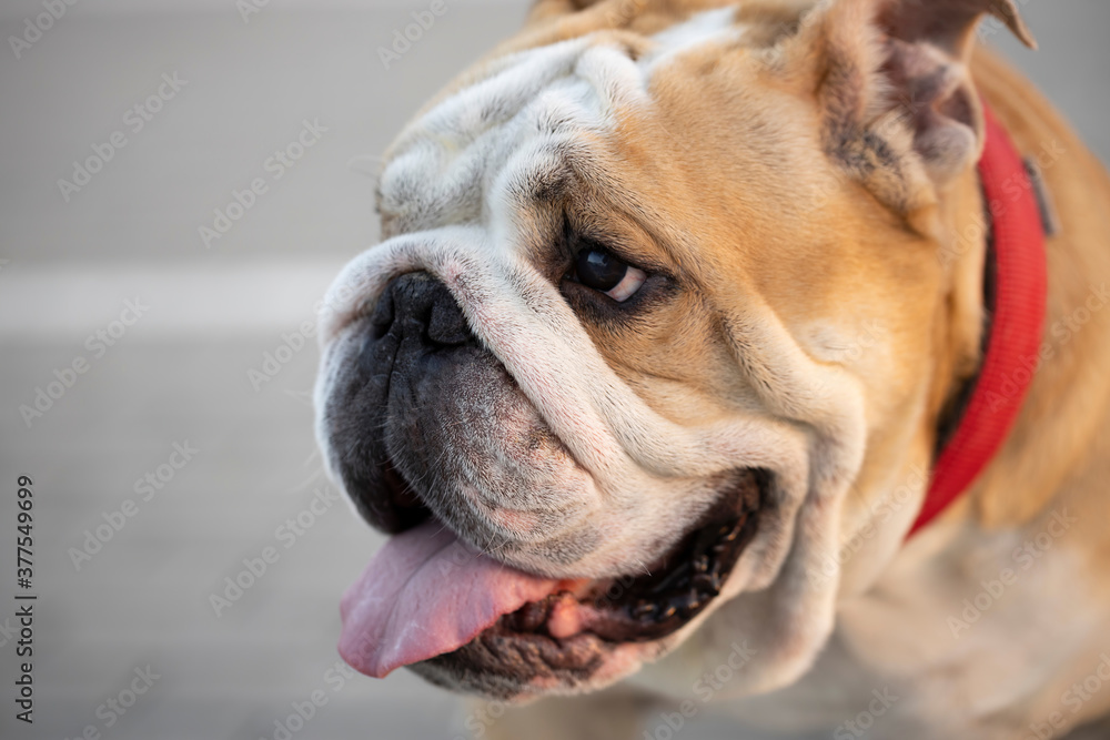 English bulldog head shot with natural background. 