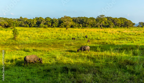 Water buffalo graze in a field at Medirigiriya, Sri Lanka © Nicola