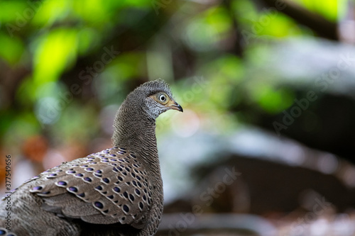 Gray Peacock - Pheasant
