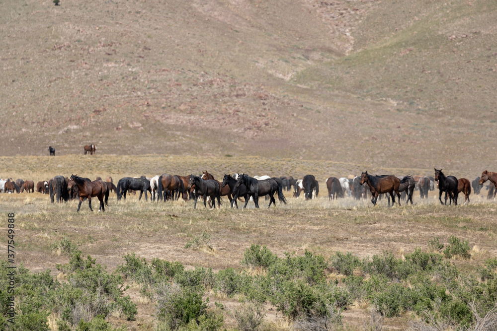 Herd of Wild Horses in the Utah Desert Herd of Wild Horses in the Utah Desert