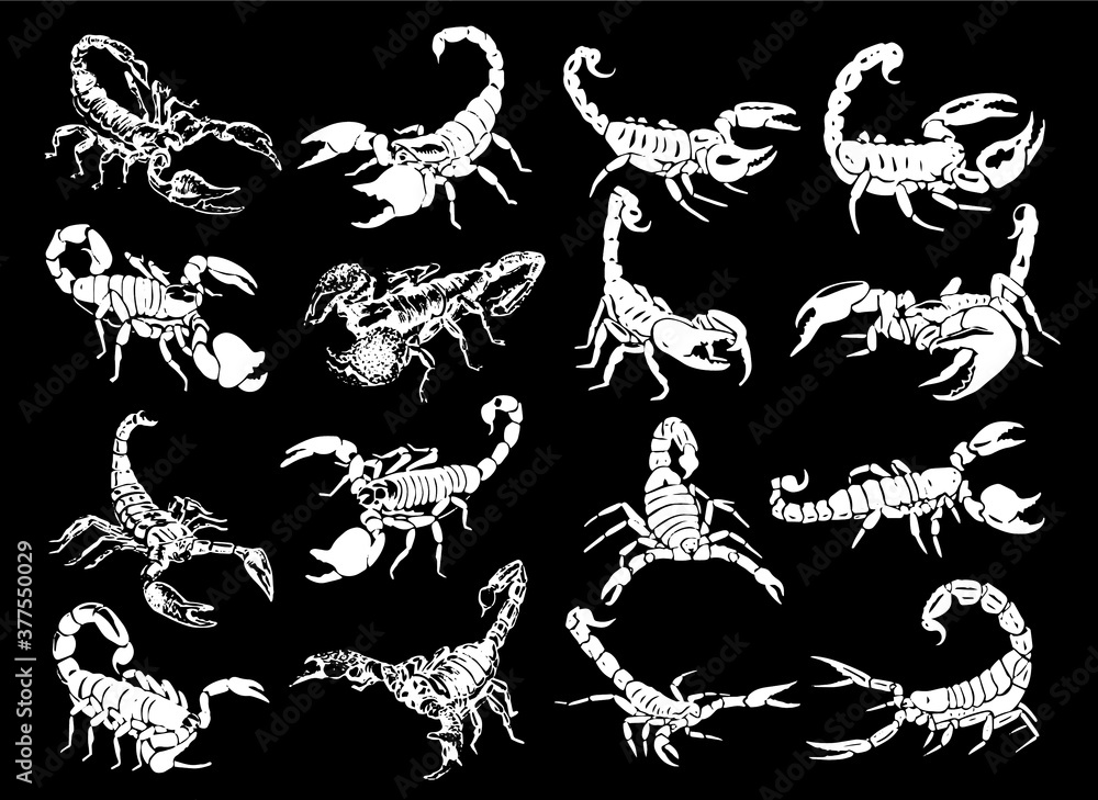 Fototapeta Graphical set of scorpions isolated on black, engraved vector illustration