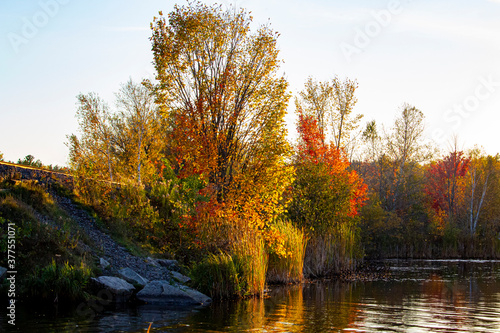 autumn landscape with trees