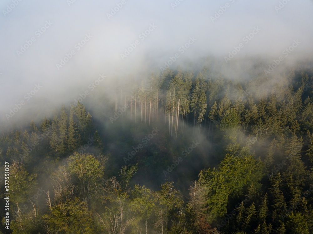 Misty trees from above. Aerial view of Morning fog and sunrise in autumn. Beautiful romantic atmosphere in landscape. Summer time in national park.
Universal panoramic landscape view of spruce forest.