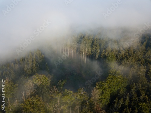 Misty trees from above. Aerial view of Morning fog and sunrise in autumn. Beautiful romantic atmosphere in landscape. Summer time in national park. Universal panoramic landscape view of spruce forest.