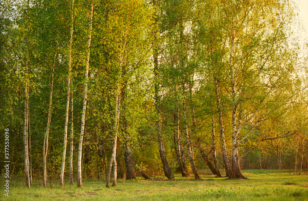 Panoramic view of the beech forest in the spring in the mountains. Panoramic view of the beech forest in the spring in the mountains.