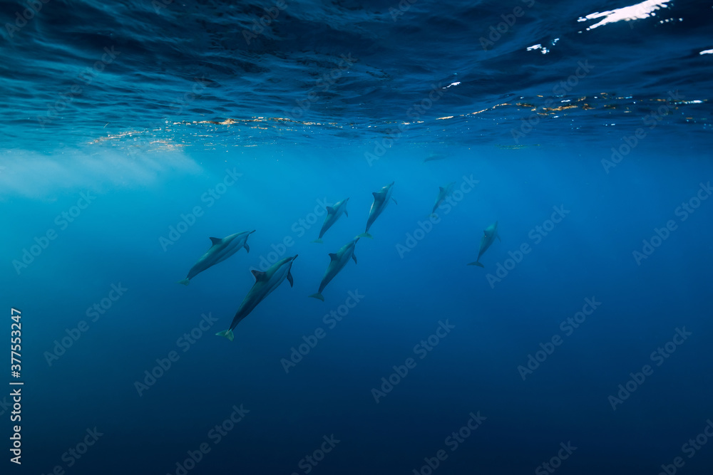 Obraz premium Dolphins underwater in blue tropical ocean.