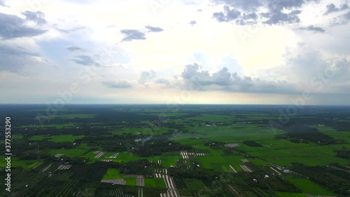 Green coconut fields