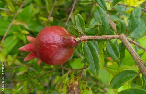 pomegranate on tree, fruit photography