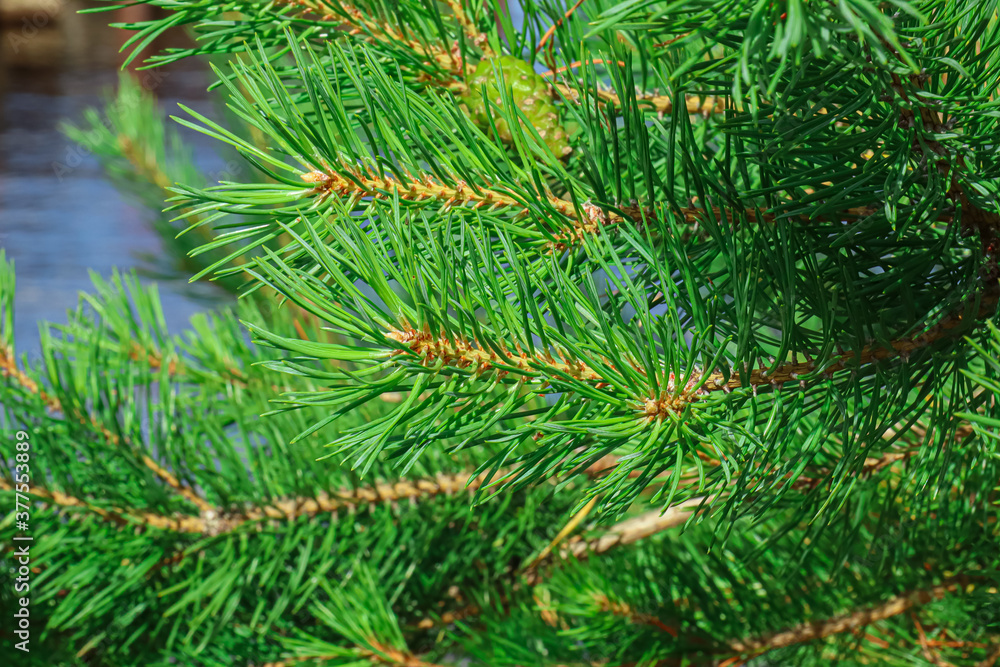 tree branches tree branches