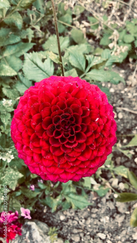 red and yellow flower red and yellow flower