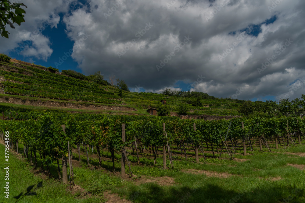 Wineyards over Krems an der Donau in summer sunny hot day