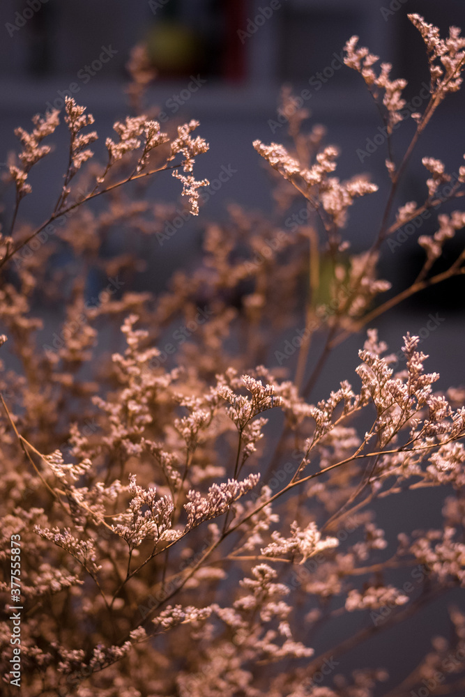 Brown dry flowers. Brown dry flowers.