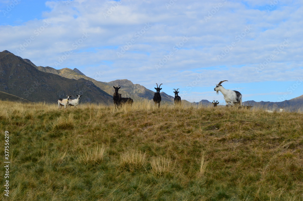Naklejka premium The beautiful landscape around the mountains of Lake Como in Lombardy in Northern Italy