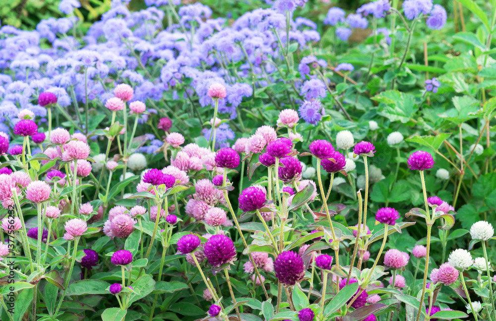 Purple and pink flowers Globe amaranth or Gomphrena globosa.