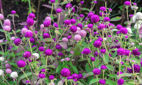 Purple and pink flowers Globe amaranth or Gomphrena globosa.