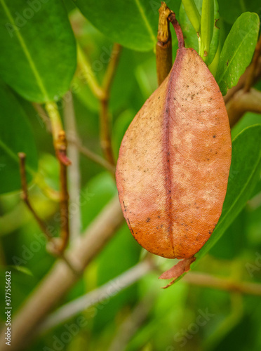 Wallpaper Mural Leaf Torontodigital.ca