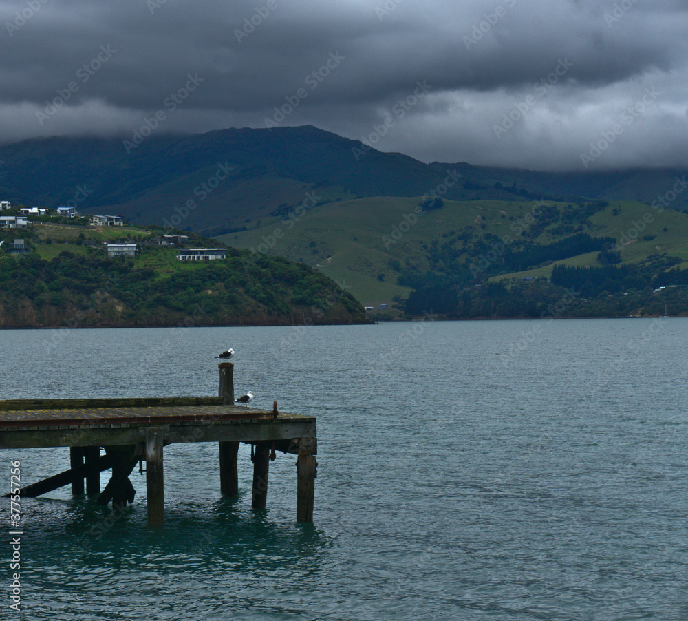 Two Southern Blackback Gull birds on a wooden dock on a cloudy day in Akaroa, Banks Peninsula, South Island, New Zealand