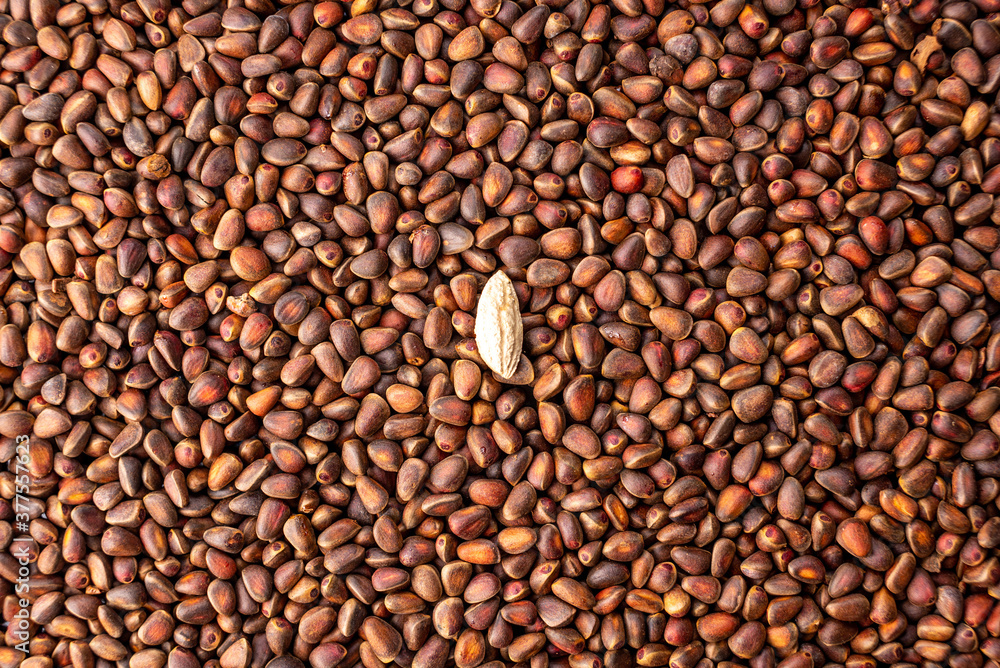 One almond nut among many cedar nuts in the shell. Concept of uniqueness and individuality. Don't be afraid to be different and succeed One almond nut among many cedar nuts in the shell. Concept of uniqueness and individuality. Don't be afraid to be different and succeed