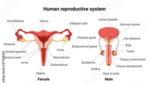 Male and female reproductive system with main parts labeled. Anatomy  human. Anterior views. Vector Illustration