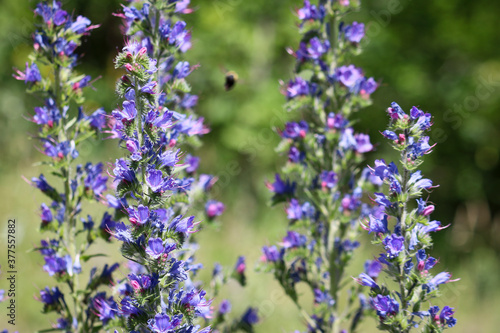 Blue melliferous flowers - Blueweed  Echium vulgare . Viper s bugloss is a medicinal plant. Macro.