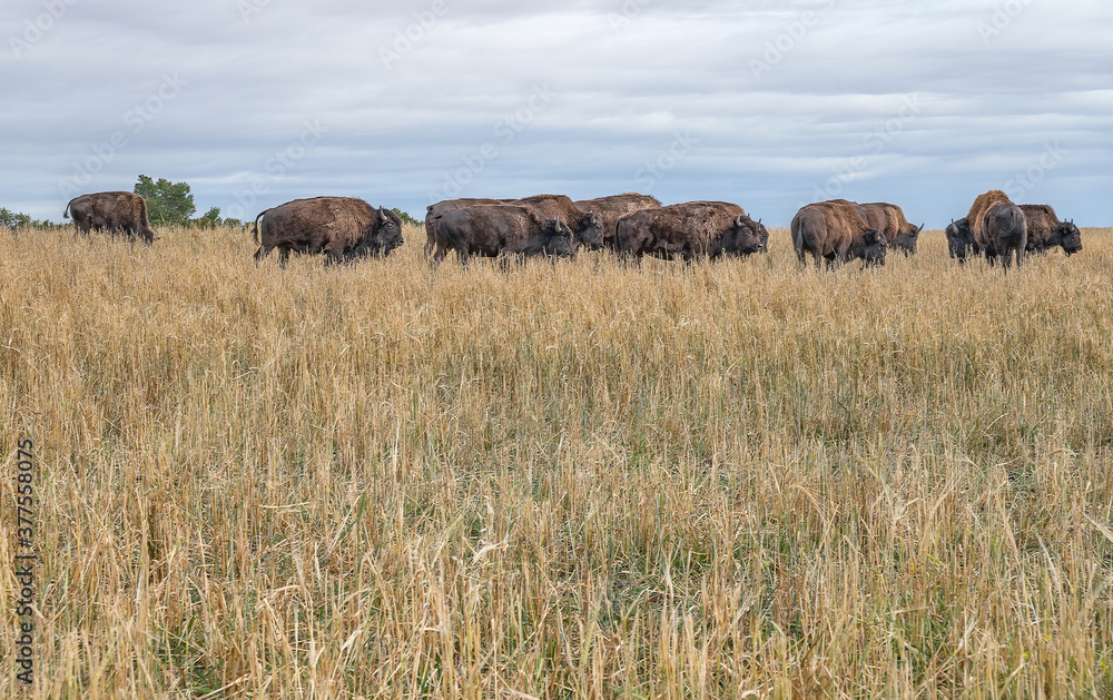 Bison (Buffalo) on the Alberta prairies