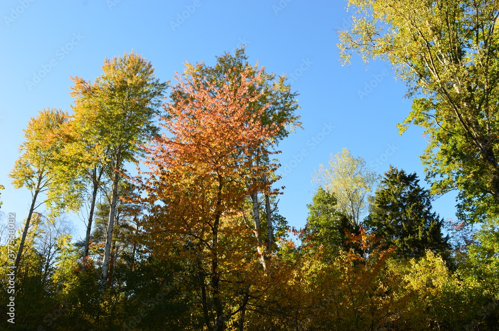 Fototapeta premium Autumn colors in the beautiful Stockholm Archipelago, Sweden