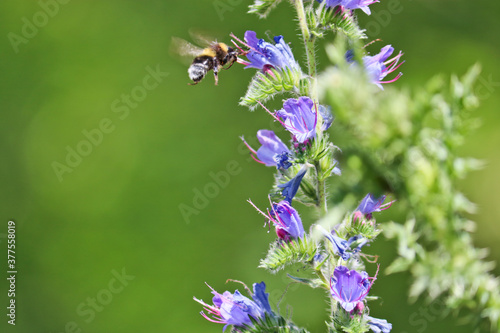 Blue melliferous flowers - Blueweed (Echium vulgare). Viper's bugloss is a medicinal plant. Bumblebee collects nectar. Macro.