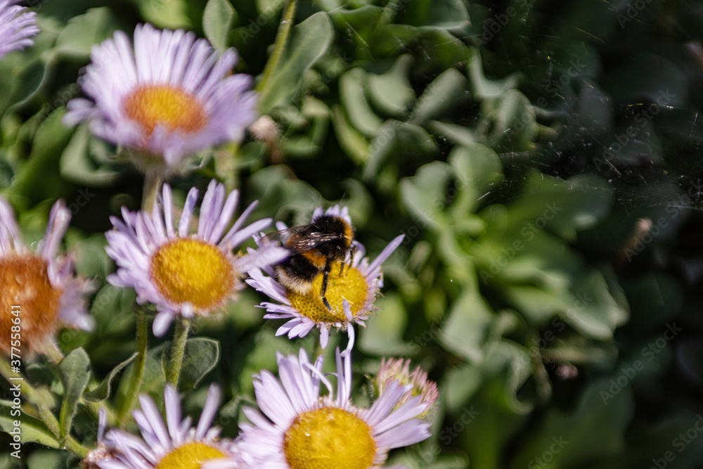 Obraz premium Bee collecting pollen