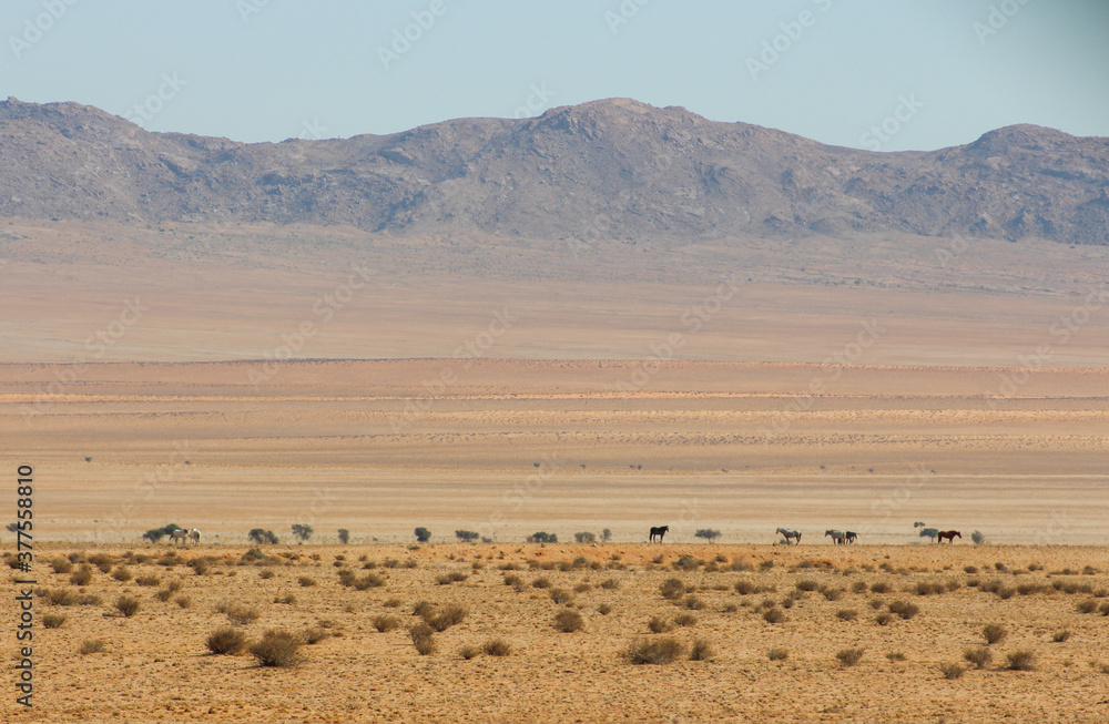 Desert scenery with wild horses